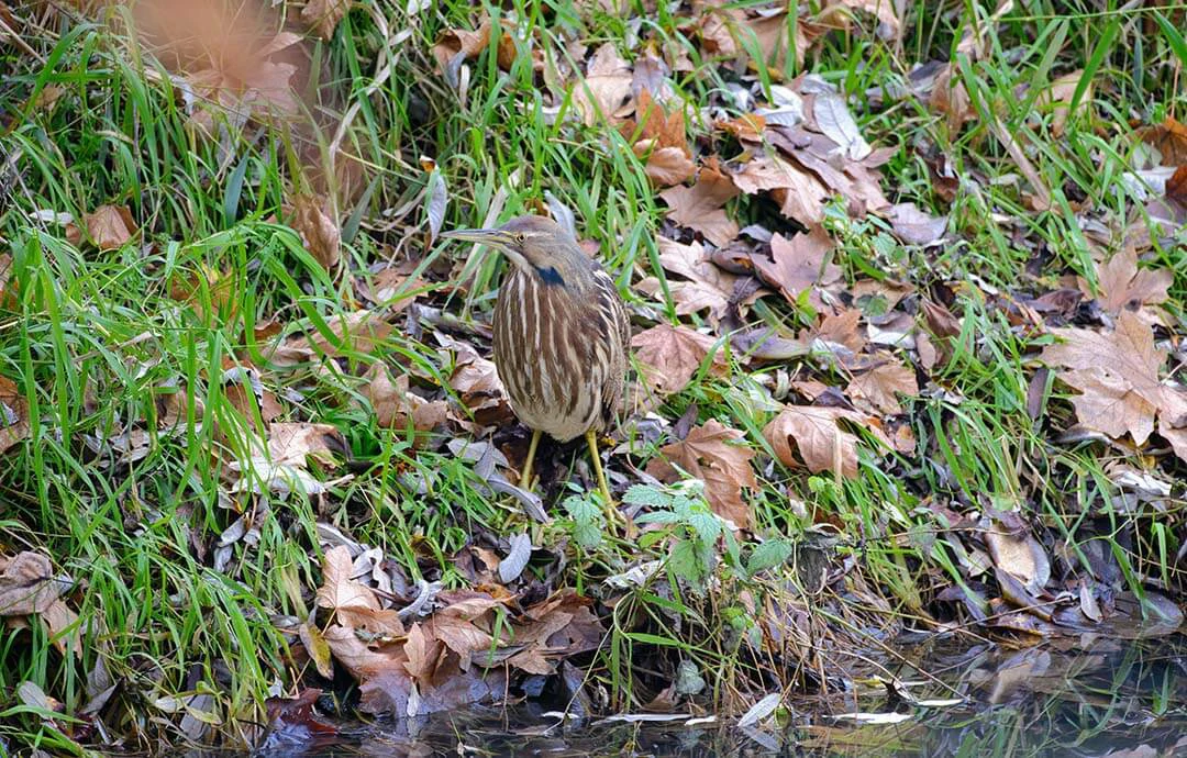 Dwarf Bittern